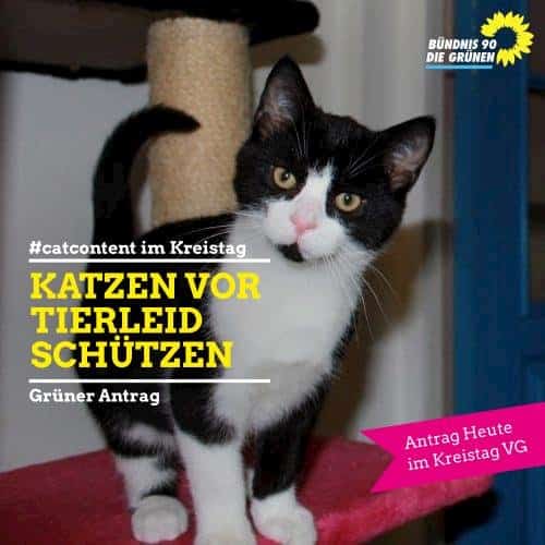 Katzen-Content im Kreistag